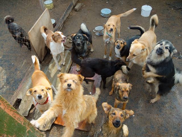 Support Our Business! Save a Dog